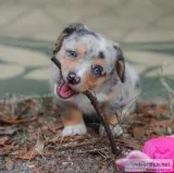 Fantastic welshly corgi pembroke puppies Fantastic welshly corgi pembroke puppies
