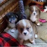 Carol pembroke welsh corgi both mom&dad Carol pembroke welsh corgi both mom&dad