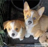 Kbs well known corgi puppies purebred Kbs well known corgi puppies purebred