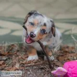 Two corgi puppies needs a new family Two corgi puppies needs a new family