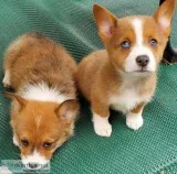 Reserve your pembroke welsh corgi puppy today