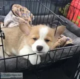 Wonderful bred welsh corgi puppies Wonderful bred welsh corgi puppies