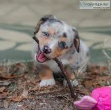 Lovely home raised pembroke welsh corgi Lovely home raised pembroke welsh corgi