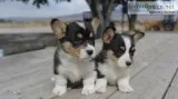 Kiosk male and female corgi puppies