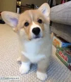 Excellent breed pembroke welsh corgi