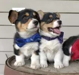 Nice and healthy pembroke welsh corgi hxo Nice and healthy pembroke welsh corgi hxo