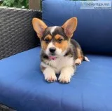 Great pups for sale