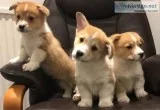 Hgar pembroke welsh corgi puppies Hgar pembroke welsh corgi puppies