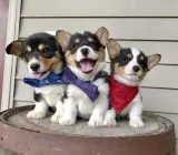 Two top class corgi puppies available Two top class corgi puppies available