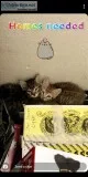 2 Kittens available