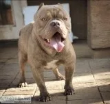 Lilac American Bully Male