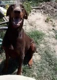 Male Red European Doberman