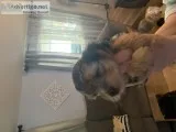 Puppies for sale