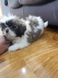 Beautiful Shih Tzu Pup