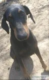 Female BlackTan Doberman