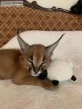 Caracal male kitten available for sale