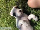 Dogo Argentino Puppies