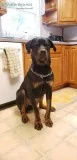 Rottie looking for a new home