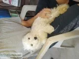 Male Maltipoo pups