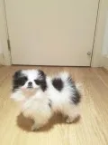 Pomeranian girl