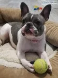 1 year old female French Bulldog
