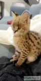 Savannah female kitten available for sale