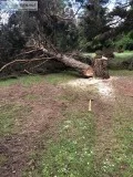 Tree Felling for Hire