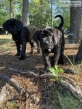Neapolitan Bullmastiff Puppies for Sale