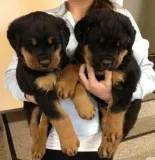 AKC Rottweiler Puppies Ready