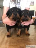 Rottweiler puppies