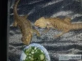 Two Beards Dragon or a Gecko
