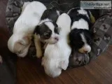 4 week old Chihuahua Cavalier King Charles mix puppies