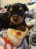Cute Yorkie Puppies for Re-homing