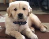 Male Golden Retriever Puppy For Adoption