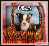 Minnie AKC Female Boston Terrier