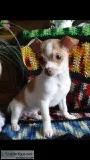11 week old male Chihuahua puppies