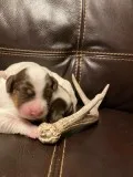 Registered English Setters