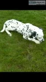 6 month old AKC Dalmatian Male