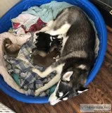 Male Purebred Siberian Husky Puppies