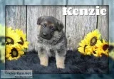 Kenzie Female AKC German Shepherd