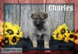 Charles Male AKC German Shepherd