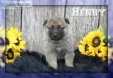 Henry Male AKC German Shepherd