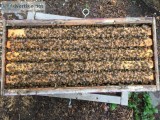 Honeybee Nucs
