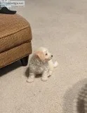 Puppy forsale