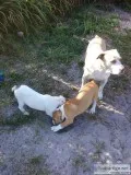 Ruff puppies pups puppy ruff ruff bark...