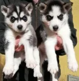 12 weeks onlt husky puppies
