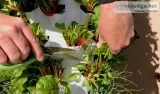 Tower Garden Intro to Aeroponics Support your Healthy Lifestyle 