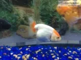Red and white Ranchu goldfish