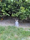 Kitten