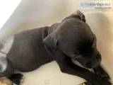 Pit puppy